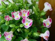 ピンク フラワー ピエロ花、ウィッシュボーンの花 (Torenia) フォト
