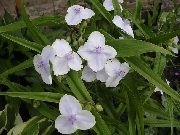 vit Blomma Virginia Spiderwort, Damens Tårar (Tradescantia virginiana) foto