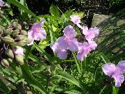 ροζ λουλούδι Virginia Spiderwort, Δάκρυα Γυναικεία (Tradescantia virginiana) φωτογραφία