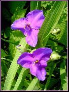liliowy Kwiat Tradescantia (Tradescantia virginiana) zdjęcie