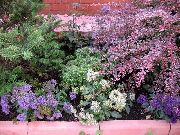 紫丁香 花 Throatwort (Trachelium) 照片