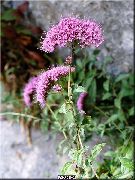 Throatwort ροζ λουλούδι