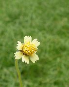 білий Квітка Трідакс (Tridax) фото
