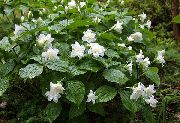 garden flowers white Trillium, Wakerobin, Tri Flower, Birthroot Trillium  photos, description, cultivation and planting, care and watering