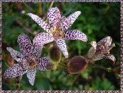 lilac Blóm Karta Lily (Tricyrtis) mynd