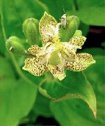 gulur Blóm Karta Lily (Tricyrtis) mynd