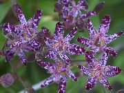 Broasca Crin violet Floare