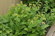 garden flowers yellow Toad Lily Tricyrtis  photos, description, cultivation and planting, care and watering