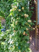 Thunberg żółty Kwiat
