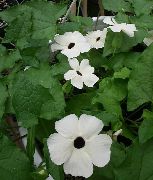 alb Floare Ochi Negru Susan (Thunbergia alata) fotografie