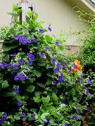 garden flowers dark blue Black eye Susan Thunbergia alata photos, description, cultivation and planting, care and watering