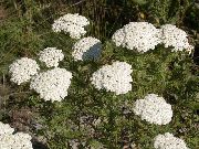 beyaz çiçek Civanperçemi, Staunchweed, Zalim, Thousandleaf, Askerin Woundwort (Achillea) fotoğraf