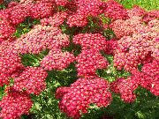 κόκκινος λουλούδι Αχίλλεια, Milfoil, Staunchweed, Αιματηρές, Woundwort Thousandleaf, Στρατιώτη (Achillea) φωτογραφία