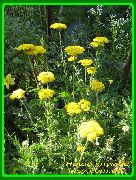 黄 花 蓍草，欧蓍草，杂草刚烈，血腥，千叶，战士的伤口麦汁 (Achillea) 照片
