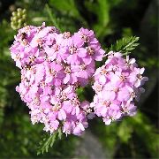 garden flowers pink Yarrow, Milfoil, Staunchweed, Sanguinary, Thousandleaf, Soldier's Woundwort Achillea  photos, description, cultivation and planting, care and watering