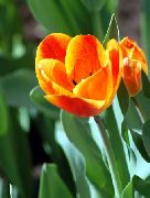 ფორთოხალი ყვავილების Tulip (Tulipa) ფოტო
