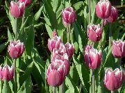 розов Цвете Лале (Tulipa) снимка