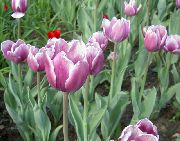 lila Blomma Tulip (Tulipa) foto