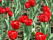 κόκκινος λουλούδι Τουλίπα (Tulipa) φωτογραφία