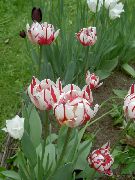 rouge Fleur Tulipe (Tulipa) photo
