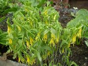 dzeltens Zieds Lieli Merrybells, Liela Bellwort (Uvularia) foto