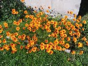 Padák Sedmokráska oranžový Kvetina