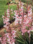 rosa Blomst Watsonia, Signalhorn Lilje  bilde