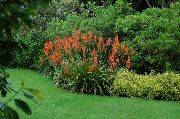crvena Cvijet Watsonia, Trublja Ljiljan  foto