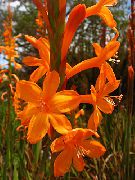 arancione Fiore Watsonia, Giglio Di Tromba  foto