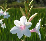 garden flowers white Watsonia, Bugle Lily  Watsonia  photos, description, cultivation and planting, care and watering