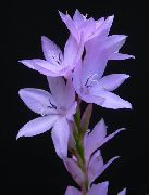 紫丁香 花 Watsonia，喇叭百合  照片