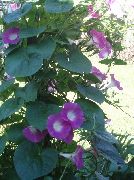 rosa  Winde, Blaue Dämmerung Blumen (Ipomoea) foto