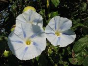 bílá  Morning Glory, Modrá Svítání Květina (Ipomoea) fotografie