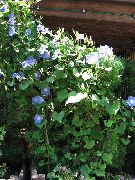 azul claro  Gloria De La Mañana, Flor Azul Del Amanecer (Ipomoea) foto
