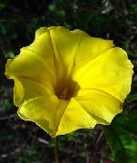 amarelo  Corriola, Flor Azul Do Alvorecer (Ipomoea) foto