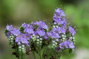 Californian Bluebell, Dantelli Arı Otu, Mavi Bukleler, Tırtıl, Fiddleneck, Örümcek Çiçek, Yabani Heliotrope açık mavi 