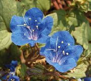 Kalifornský Bluebell, Lacy Phacelia, Modré Lokienky, Húsenica, Fiddleneck, Pavúk Kvet, Divoký Heliotrop modrý Kvetina