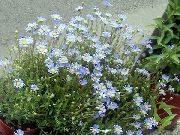 Blå Daisy, Blå Marguerite lyseblå Blomst