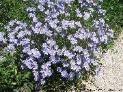 ღია ლურჯი ყვავილების ლურჯი Daisy, ლურჯი Marguerite (Felicia amelloides) ფოტო