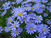 svetlomodrá Kvetina Modrá Sedmokráska, Modrá Margarétka (Felicia amelloides) fotografie