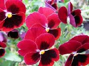 garden flowers red Viola, Pansy Viola  wittrockiana photos, description, cultivation and planting, care and watering
