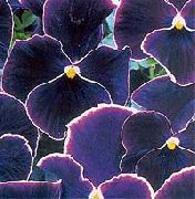garden flowers black Viola, Pansy Viola  wittrockiana photos, description, cultivation and planting, care and watering