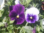 garden flowers purple Viola, Pansy Viola  wittrockiana photos, description, cultivation and planting, care and watering