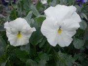 λευκό λουλούδι Βιόλα, Πανσές (Viola  wittrockiana) φωτογραφία