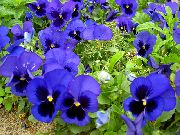 μπλε λουλούδι Βιόλα, Πανσές (Viola  wittrockiana) φωτογραφία