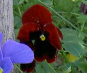 βουργουνδία λουλούδι Βιόλα, Πανσές (Viola  wittrockiana) φωτογραφία