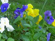 γαλάζιο λουλούδι Βιόλα, Πανσές (Viola  wittrockiana) φωτογραφία