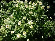 Kanada Anemon, Anemon Çayır beyaz çiçek