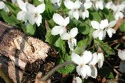 hvid  Horned Stedmoderblomst, Horned Violet (Viola cornuta) foto