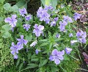 azul claro Flor Cuernos Pensamiento, Cuernos Violeta (Viola cornuta) foto